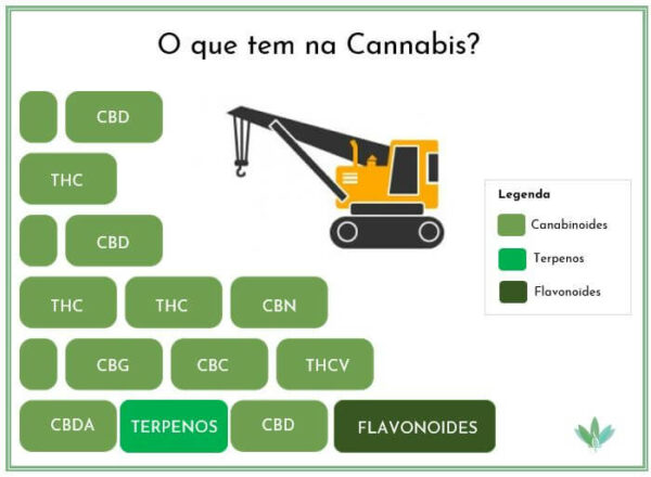 Entenda os canabinoides e seus benefícios para tratamentos médicos