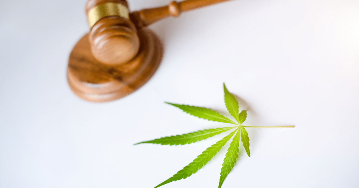 Regulamentação da cannabis medicinal em Portugal
