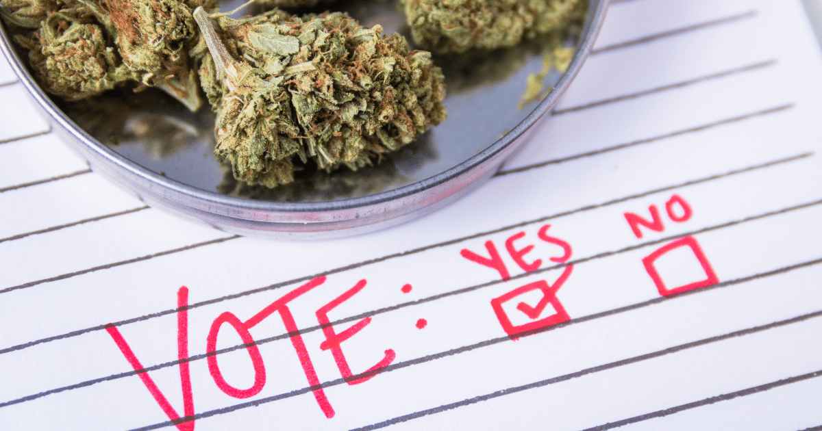 Senado discute cultivo de cannabis para uso terapêutico
