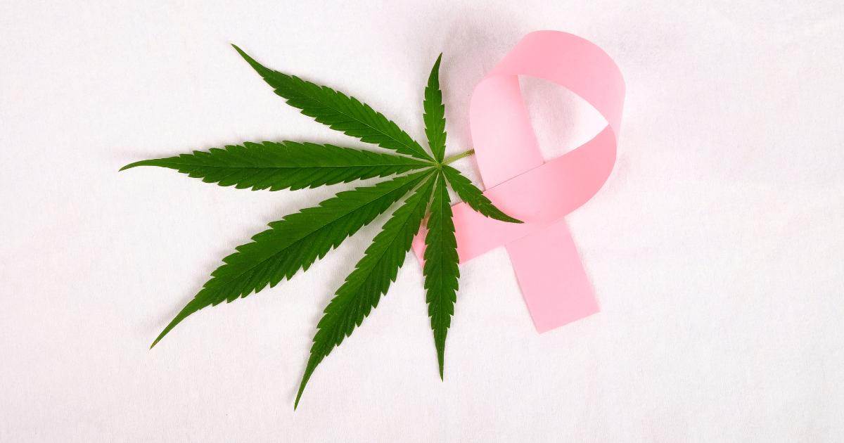 Cannabis no tratamento contra o cancer de mama
