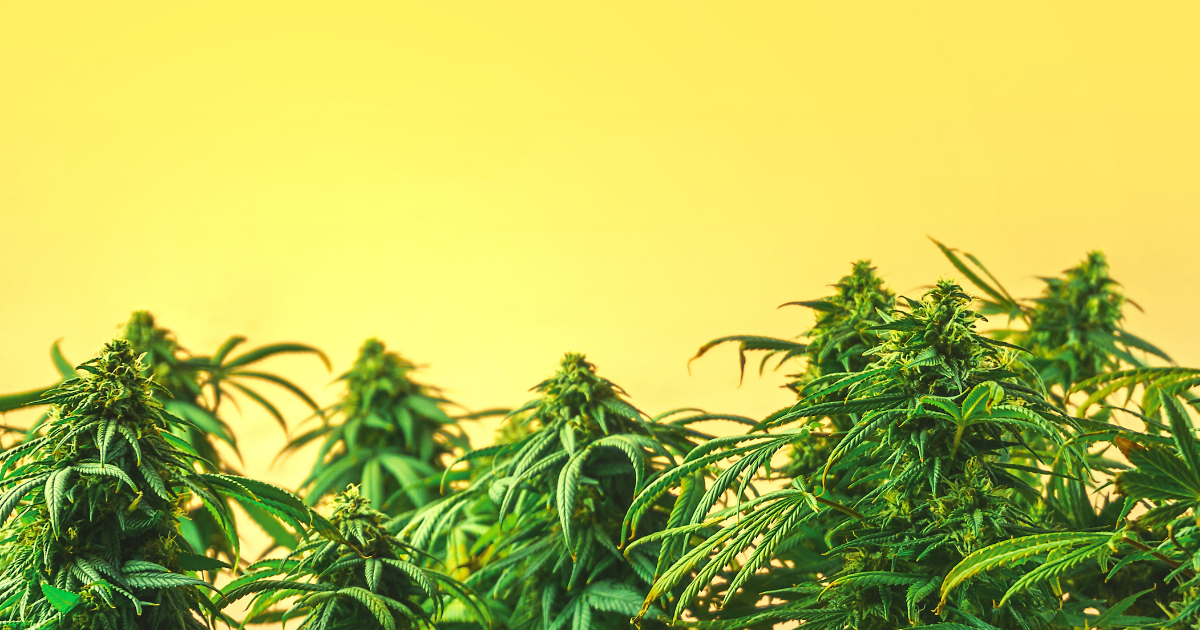 Conheça 3 curiosidades sobre cannabis