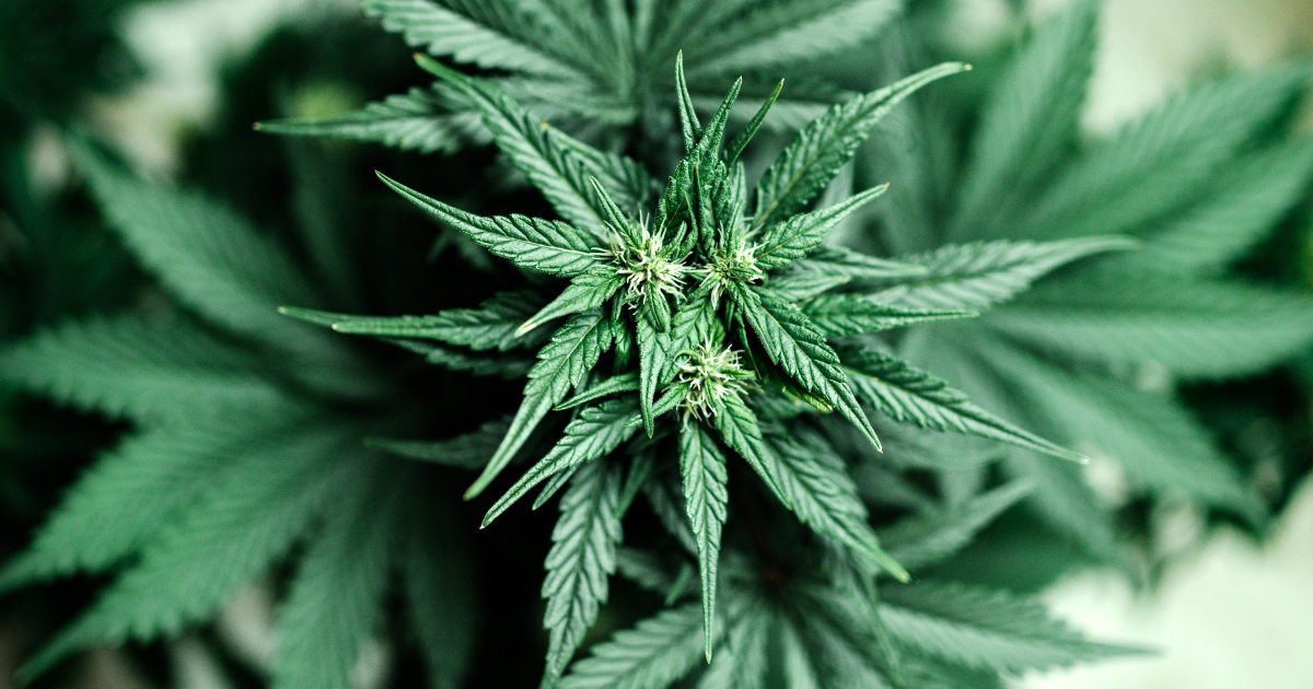 Cannabis e doenças crônicas: Como a planta pode auxiliar a tratar tantas patologias