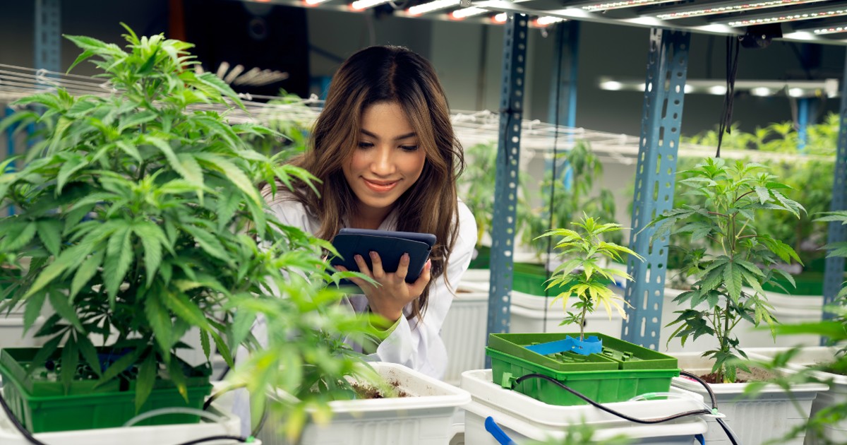 Mulher em laboratório segurando um dispositivo. Ao seu lado há mudas de cannabis.